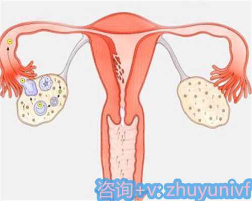 医学奇迹：助孕的科技与服务